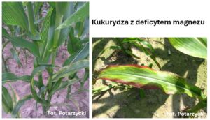 Objawy niedoboru magnezu w kukurydzy