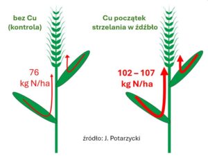 Wpływ aplikacji miedzi na transfer azotu